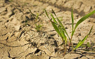 Источник фото: agro2b.ru